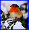 Robin Redbreast - He singed his breast
