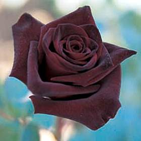 Black Rose - Black rose. Black roses are actually just very, very dark red roses. They are so beautiful.