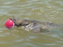 Flathead Catfish - It has a basketball stuck in his mouth!