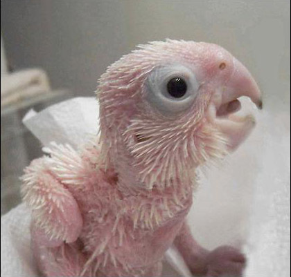 parrot - Birth of one parrot
