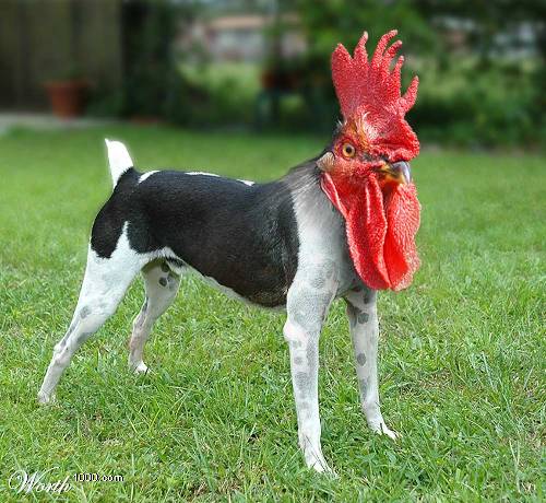 Dog with Cock's head  - Imaginary work