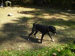 Spike, my Pit/Lab - Spike