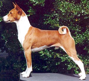 Basenji - The bark-less breed