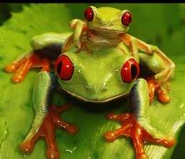 frogs - being green helps the red eyed tree frog blend in with tree leaves. they are nocturnal, or active at night.during the day they rest. when one of these tree frogs sit still in a green leaf, legs tucked in and eyes shut,it is practically invisible.