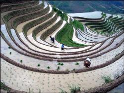 BOC - Best of CHINA, Plant Rice on Scenic Terraces - BOC - Best of CHINA, Plant Rice on Scenic Terraces