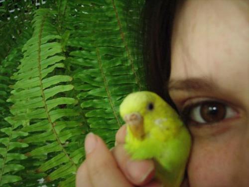 Yellow bird - Yellow bird held by girl.