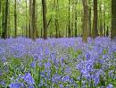 Bluebell Woods - A carpet of bluebells in the woods.