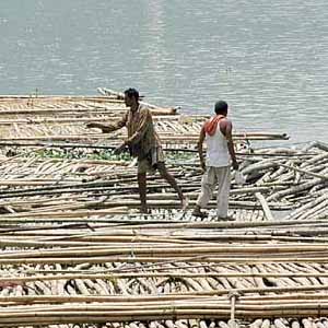 floating bamboo  - Nomads navigating the Brahmaputra over a floating bamboo platform in Guwahati, Asom(India).