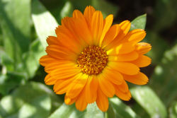 Pot marigold - Calendula, or Pot marigold