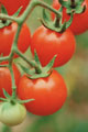 Tomatoe plant - id like tomatoes like this