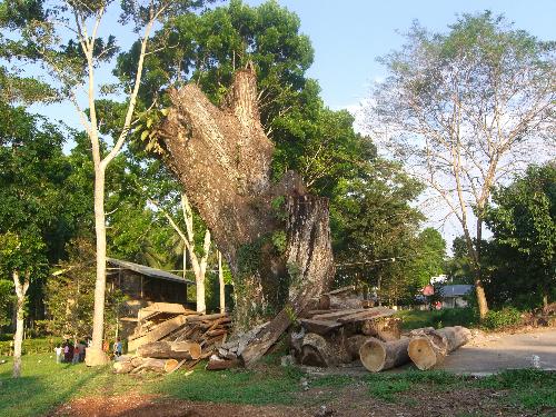 mt. carmel's landmark - the acacia tree that had once stood witness to quite a number of young people who pledge love and friendship and had felt the pain of broken promises, now stands lifeless, lost its leaves that had once given us a shelter and refuge from the torching heat of the sun.