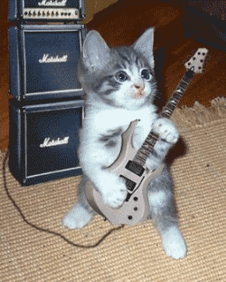 Talented cat - Cat with full of talent holds its guitar and sings its favorite song.