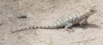 Lizard - A little lizard standing in some dirt. 