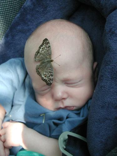 Aldrin with a butterfly on his head.  - Just a pic of my son that I love. Taken at the Magic Wings butterfly house in NC when he was just a couple weeks old.