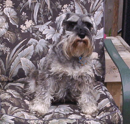 Miniature Schnauzer - This is Scamp, my Miniature Schnauzer.