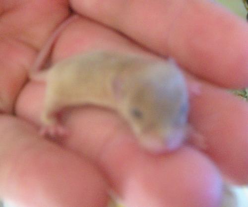 Mouse - A little tiny mouse! Isnt it cute!!