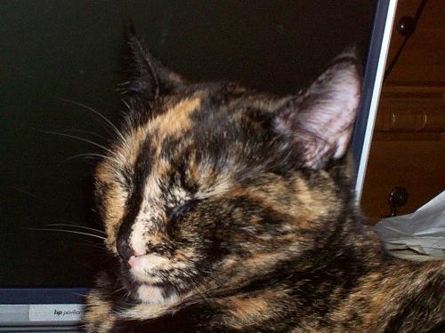 My cat - This is my cat laying on my laptop. She is asleep with her head up. How do cats do that? Her name is Sodapop, we call her soda for short. My daughter named her.