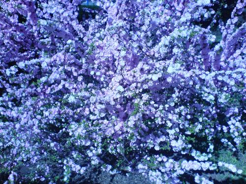 purple lilac in full bloom - I think it so beautiful,so I took a photo for commeration.