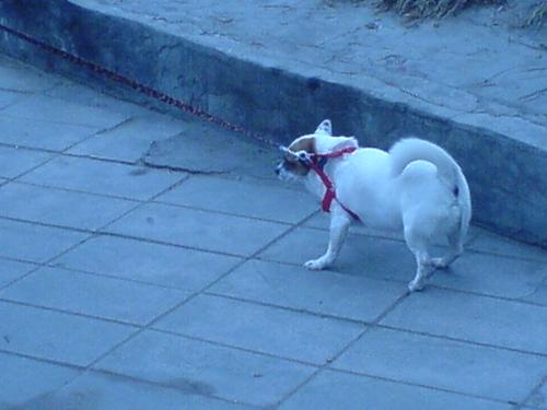 a lovely dog - it is funny when it runns,haha! I took a photo without its permission,hey!
