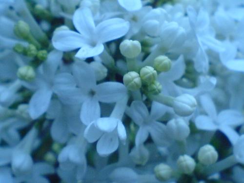 white lilac - white lilac is seldom to see in our city,but I found it,haha!