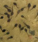 Tadpoles - Tadpoles look like fishes