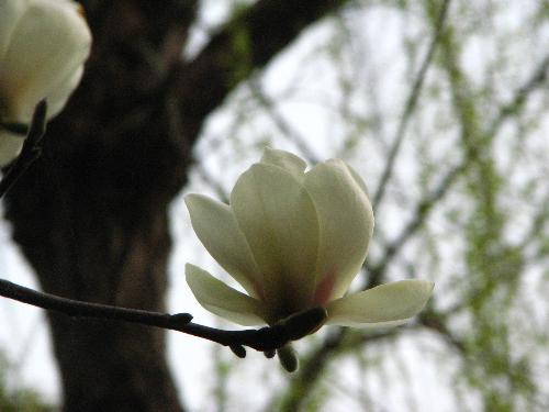 flower - such beautiful flower just indicate that spring comes and summer will come in the following days! i love spring , i love flowers and i was born in spring. the picture was take by one of my friend , she likes taking pictures, i also like taking pictures but my skill is too terrible ;)