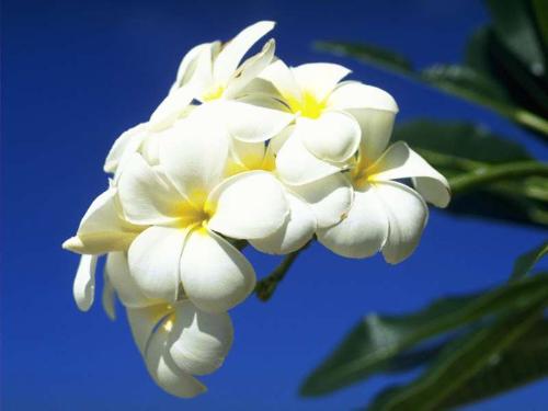 purify - i like every kinds of flower , especially those kinds that with white color, for i can feel the purify from it, and i like those kinds of flowers which have a light smell.