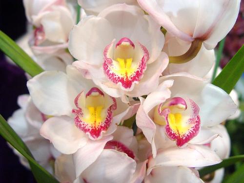 so cute ,and beautiful - i like gardening, but it's just a dream, for i don't have a garden, if someday i can own my garden then i'll plant lots of flowers in my garden. Wish one day my dreams can come true, and wish someone can appreicate those pictures