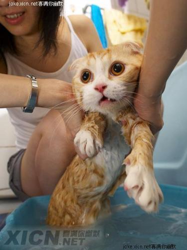 a cat is had a bath - a cat is had a bath, scary