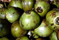 pesta kelapa - Pesta Kelapa The coconut, an ever-popular fruit of the tropics is celebrated in a special festival at Tomborungus in the northern district of Kudat. Coconut is grown extensively here covering an area of more than 5,741 hectares or about 14,000 acres planted.  The festival highlights the coconut industry and recognition of its significant contribution to the social and economic welfare of the rural folks in Kudat. Its launching date coincides with World Coconut Day and a host of exciting activities are lined up for visitors including the highly entertaining coconut shoe race, squeezing coconut milk competition, food and drink exhibition, handicraft displays, coconut fashion show and a wildlife exhibition for the entire duration of the festival.  Highly recommended for visitors to Sabah, this fest is an occasion that is worth adding into a programme to further enhance your holiday experience. Getting there is easy plus there are other tourist attractions in the area that should not be missed. Drop by at the famous Rungus Longhouse at the village of Kampung Bavanggazo, witness gong making at Kampung Sumangkap, handicraft making at Kampung Tinagol and how pure fresh honey is made at Kampung Gombizau.