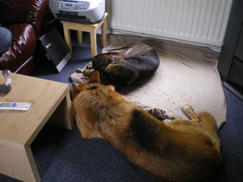 Welcome home Max - Max's first day in his new home. He is being well looked after by Jake (the fat GSD)