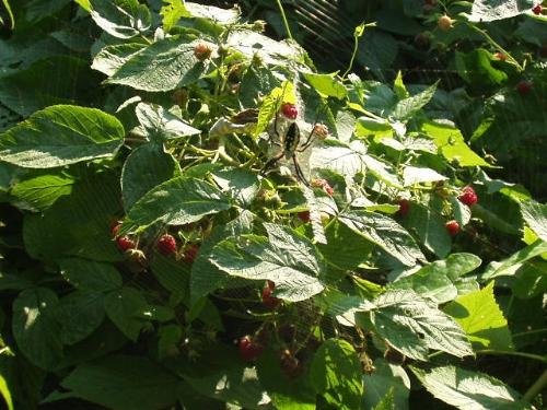 The spider  - in our raspberry patch