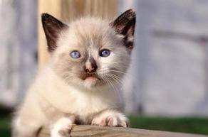 Cats, Beloved Pets, Friends, Family Pets - Cats, Beloved Pets, Friends, Family Pets, Loving Pets