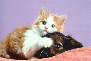Cats, Beloved Pets, Friends, Family Pets, Loving P - Cats, Beloved Pets, Friends, Family Pets, Loving Pets