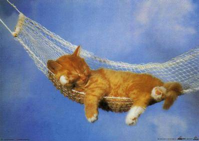 Cats, Beloved Pets, Friends, Family Pets, Loving P - Cats, Beloved Pets, Friends, Family Pets, Loving Pets