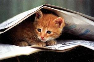 Cats, Beloved Pets, Friends, Family Pets, Loving P - Cats, Beloved Pets, Friends, Family Pets, Loving Pets