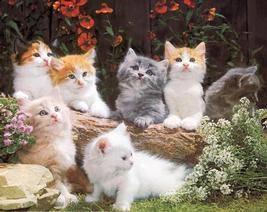Cats, Beloved Pets, Friends, Family Pets, Loving P - Cats, Beloved Pets, Friends, Family Pets, Loving Pets