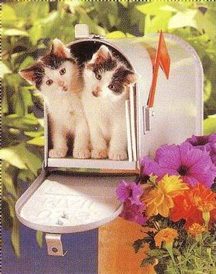 Cats, Beloved Pets, Friends, Family Pets, Loving P - Cats, Beloved Pets, Friends, Family Pets, Loving Pets