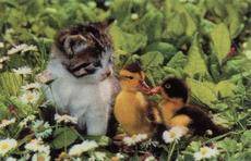 Cats, Beloved Pets, Friends, Family Pets, Loving P - Cats, Beloved Pets, Friends, Family Pets, Loving Pets