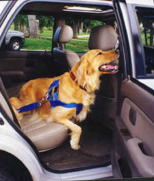 Auo restraint for pets - Why restrain your dog? There are more reasons then you may think...

Prevent driver distraction. This is the most important reason because it affects not just your vehicle&#039;s occupants, but potentially many others. Pets and loose objects are the 3rd worst in-car distraction according to a recent AAA study! They were considered worse then cell phone usage (#6), eating & drinking (#5) and adjusting climate controls (#4) (#1 is radio or CD player, #2 is children or others in car - Source: Extra Magazine telecast 8-20-01). During 2000 in the US more then 1.5 million accidents were caused by distracted driving! (Source: NBC Dateline telecast 6-19-01). 

Protect your dog. Your dog deserves the same protection as you and your family... In a 30 mph. collision occupants of the vehicle can exert a force 20 times that of their body weight! Seat belts and harnesses protect by absorbing some of this force and distributing the load evenly across the stronger areas of the body, protecting the head, neck, and body from injury. A dog restraint that reduces this potential impact force can make the difference between life and death, and help prevent serious injury. The National Highway Traffic Safety Administration (NHTSA) reports that:

seat belts are the "most effective means of reducing fatalities and serious injuries when traffic crashes occur" 
"3/4 of occupants who are ejected from passenger cars are killed" 
inpatient hospital charges are on average $5,000 higher for non belted occupants 
 


 


Protect yourself, your family, and other passengers in your vehicle. In an accident, a dog can be thrown with hundreds or even thousands of pounds of force into other occupants of the vehicle, easily causing life threatening injuries. A good restraint system can help minimize this danger. 

Make it easier for rescue workers and EMTs to help in the event of an accident. A dog that has been in an accident is likely to be shocked, confused, injured, and protective. It does not understand what has happened and may attack people or rescue workers indiscriminately and without additional provocation. Your dog may think that people who come to help you actually caused the accident and are now coming to attack again! Police officers have told us that they have shot dogs when in this situation.

 

Prevent runaways and daring escapes! Even well behaved dogs can have their moments of "distraction". Far from home or on vacation is the worst place to lose your dog. Dogs can also get injured or killed jumping from even a slow moving vehicle.

Convenience. It is easier to restrain your dog then to worry and guard against escape every time a window or door is opened! This also means you may be able to leave some windows open for ventilation. 

Helps dogs that get carsick or fear driving. Some veterinarians recommend restraint systems to help stabilize a dog when braking, cornering, and accelerating. This gives them a feeling of security and may help them overcome nervousness and the fear of driving.

Restraints may be required by law. California and several counties and cities in other states now require all animals to be tethered in vehicles.