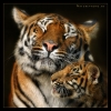 BIG kitties - Beautiful tiger family
