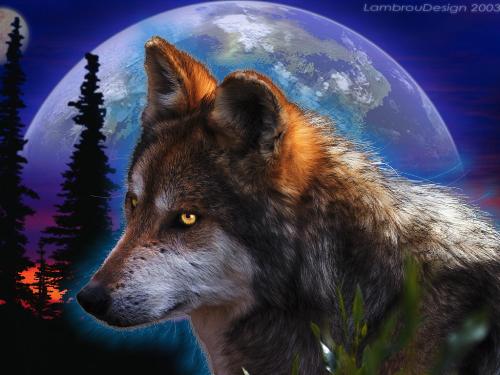 Wolf in the night - Art