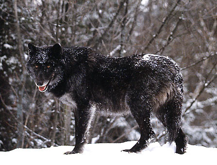 Timber wolf - Timber wolf, in winter.