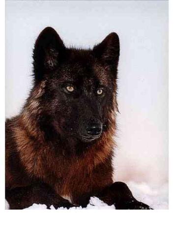 Black Wolf - Black wolf in snow.
