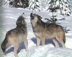 Two wolves howling - Two wolves howling in snow. Great appearance.