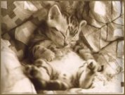 the sleeping kitty - I found this and thought it was cute so I am sharing