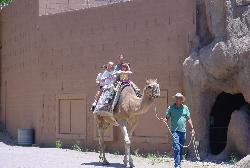 my daughter and her cousins on a camel at the zoo - they wanted to ride the camel, what an experiance for them