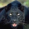 My favorite BIG kitty - Beautiful black panther