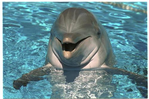 Dolphin - Do you believe in the myth of the friend dolphin ?