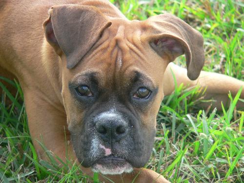 Boxer Puppy - This is my Boxer puppy when he was 5 months old.